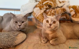 British Shorthair cats for sale: British Shorthair kittens - Image 2