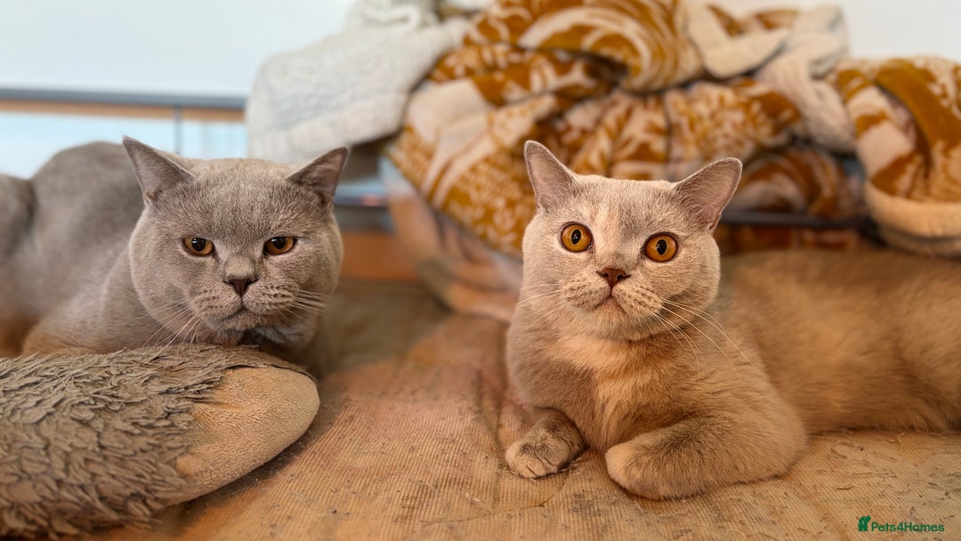 British Shorthair cats for sale: British Shorthair kittens - Image 2