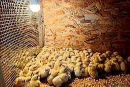 Chickens poultry for sale: Leghorn  - Advert 2