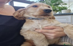 Cocker Spaniel dogs for sale: Pedigree English Show Cocker Spaniel Puppies - Advert 10