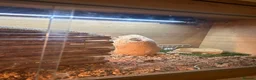 Bearded Dragon reptiles for sale: Male Bearded Dragon for sale  in Bristol - Advert 4