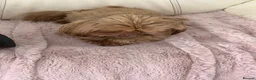 Shih Tzu dogs for sale: Imperial shin tzu - Advert 3