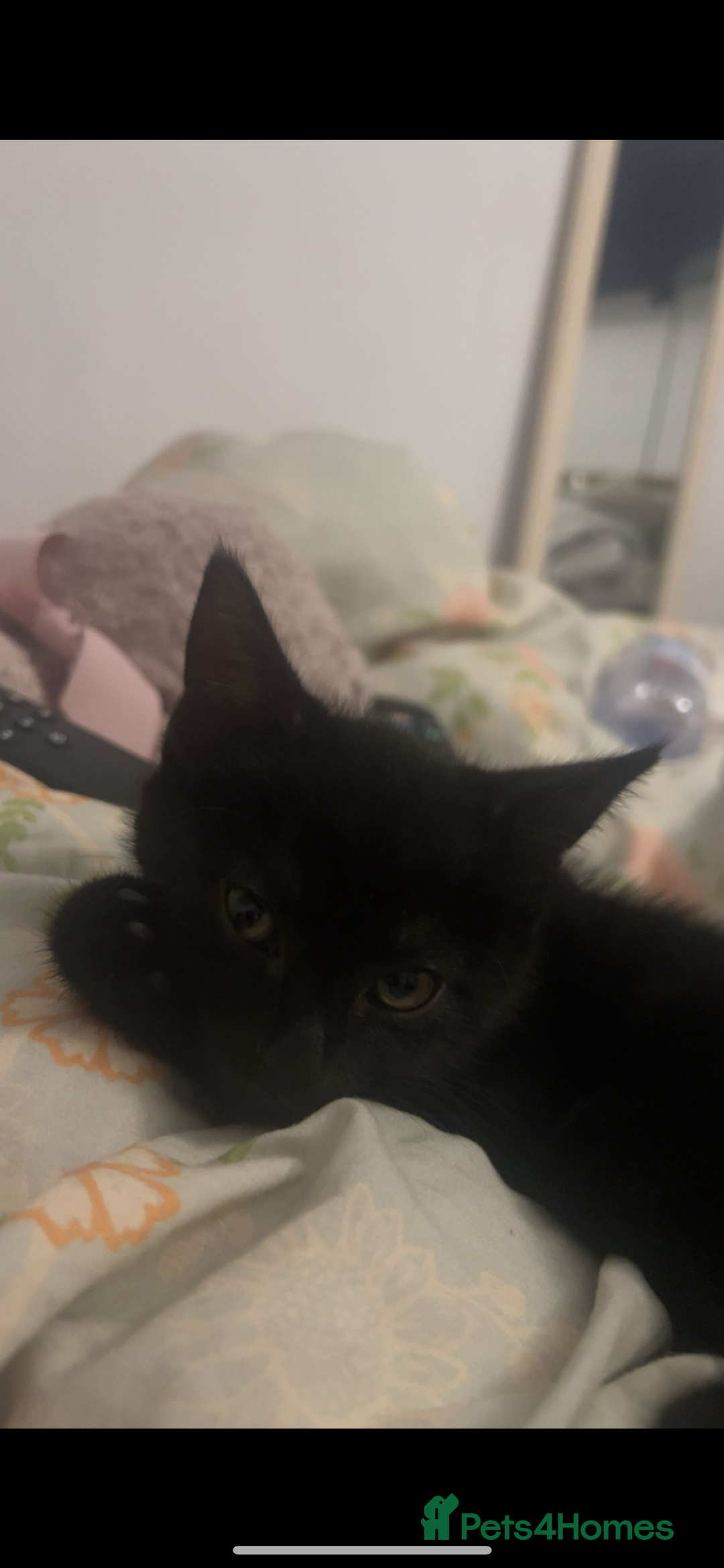 Mixed Breed cats for sale: Two 9 month old kittens - Advert 5