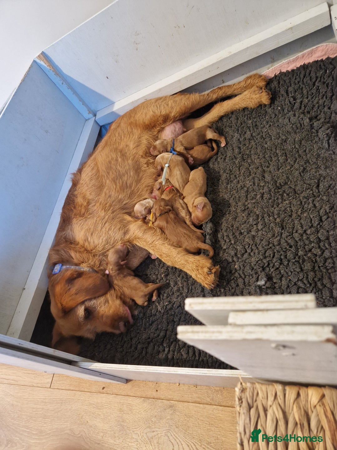 Labradoodle dogs for sale: DNA health tested F1b miniature labradoodles  - Image 10