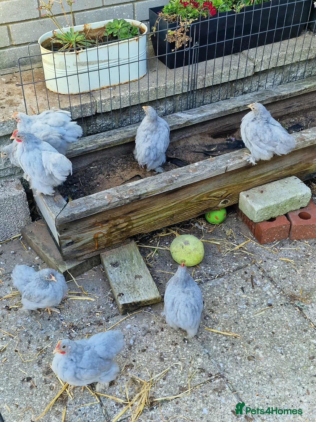 Chickens poultry for sale: Lavender cuckoo pekins - Advert 3