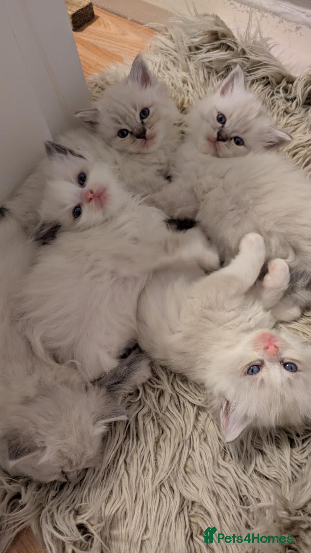 Ragdoll cats Stunning Ragdoll Kittens - TICA Registered  - Advert 1