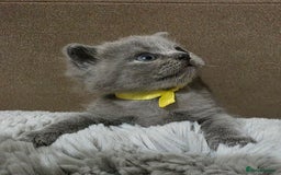 British Shorthair cats for sale: Beautiful BSH Kittens  - Advert 23