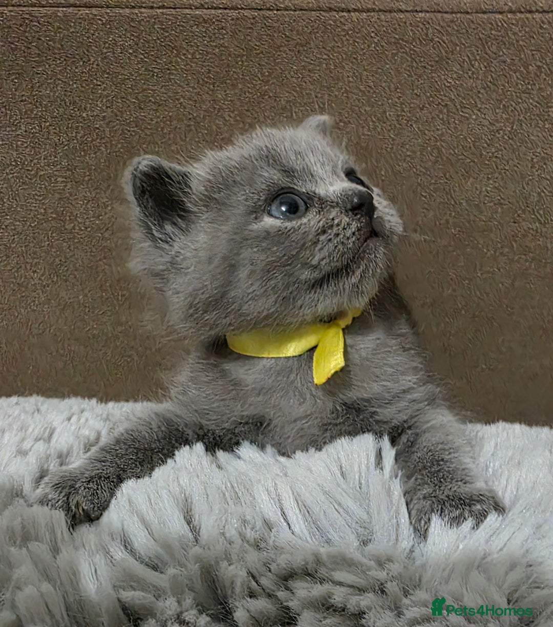 British Shorthair cats for sale: Beautiful BSH Kittens  - Advert 23
