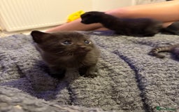Mixed Breed cats for sale: Two black kittens ready to go now  - Image 9