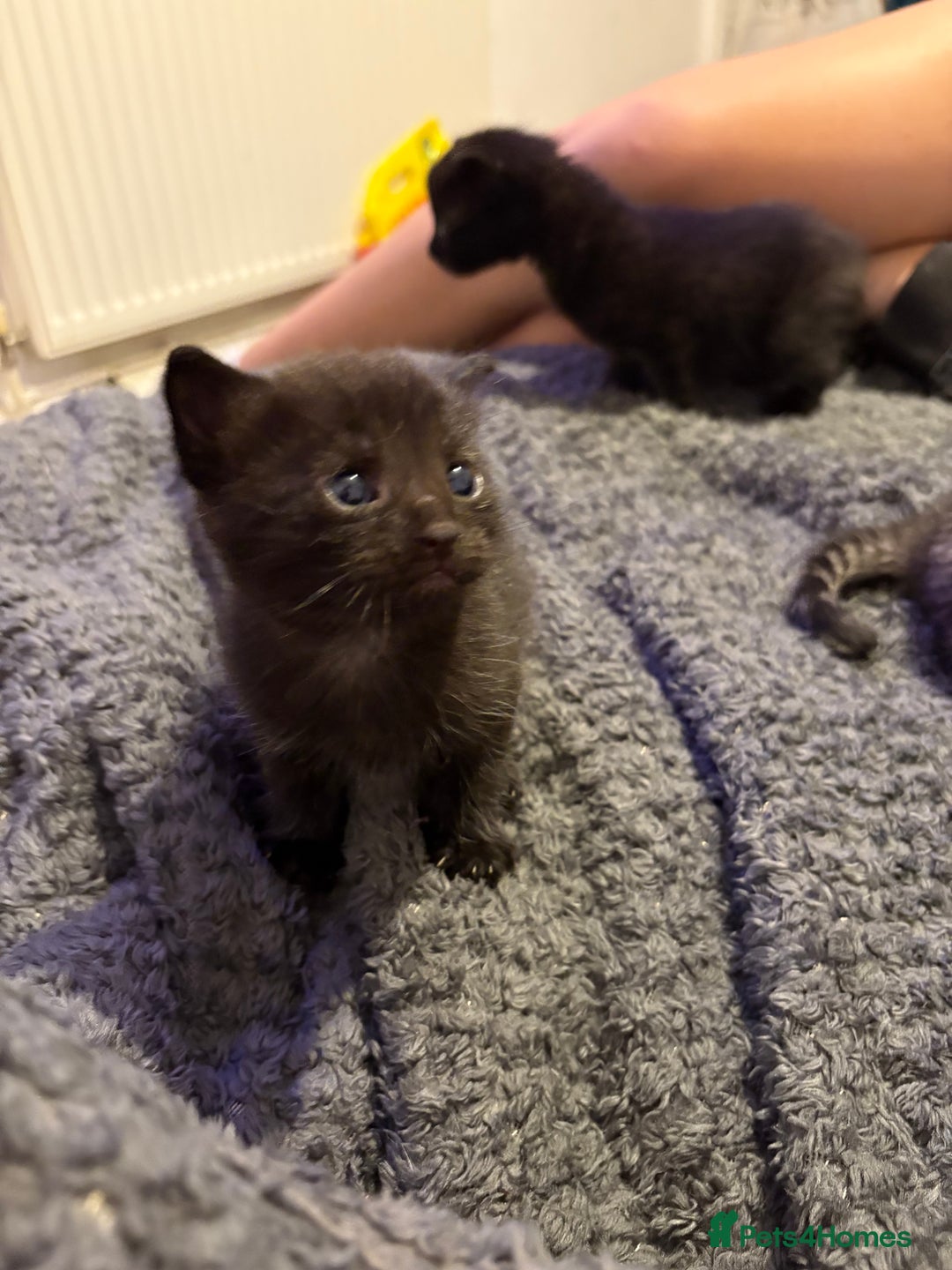 Mixed Breed cats for sale: Two black kittens ready to go now  - Image 9