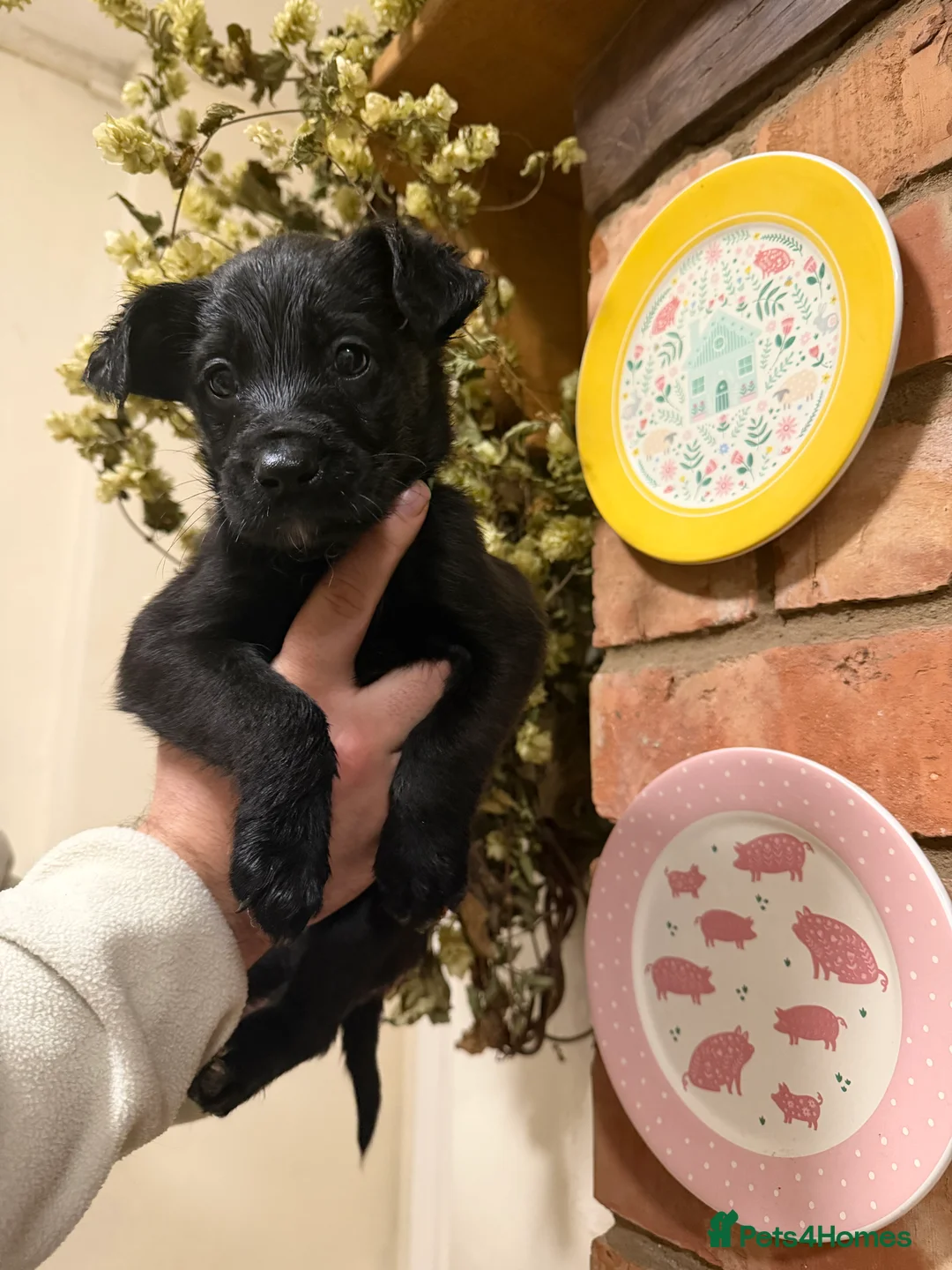 Mixed Breed dogs for sale: Belgian mal/working cocker spaniel  - Advert 8