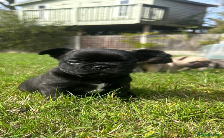 French Bulldog dogs - Advert 3