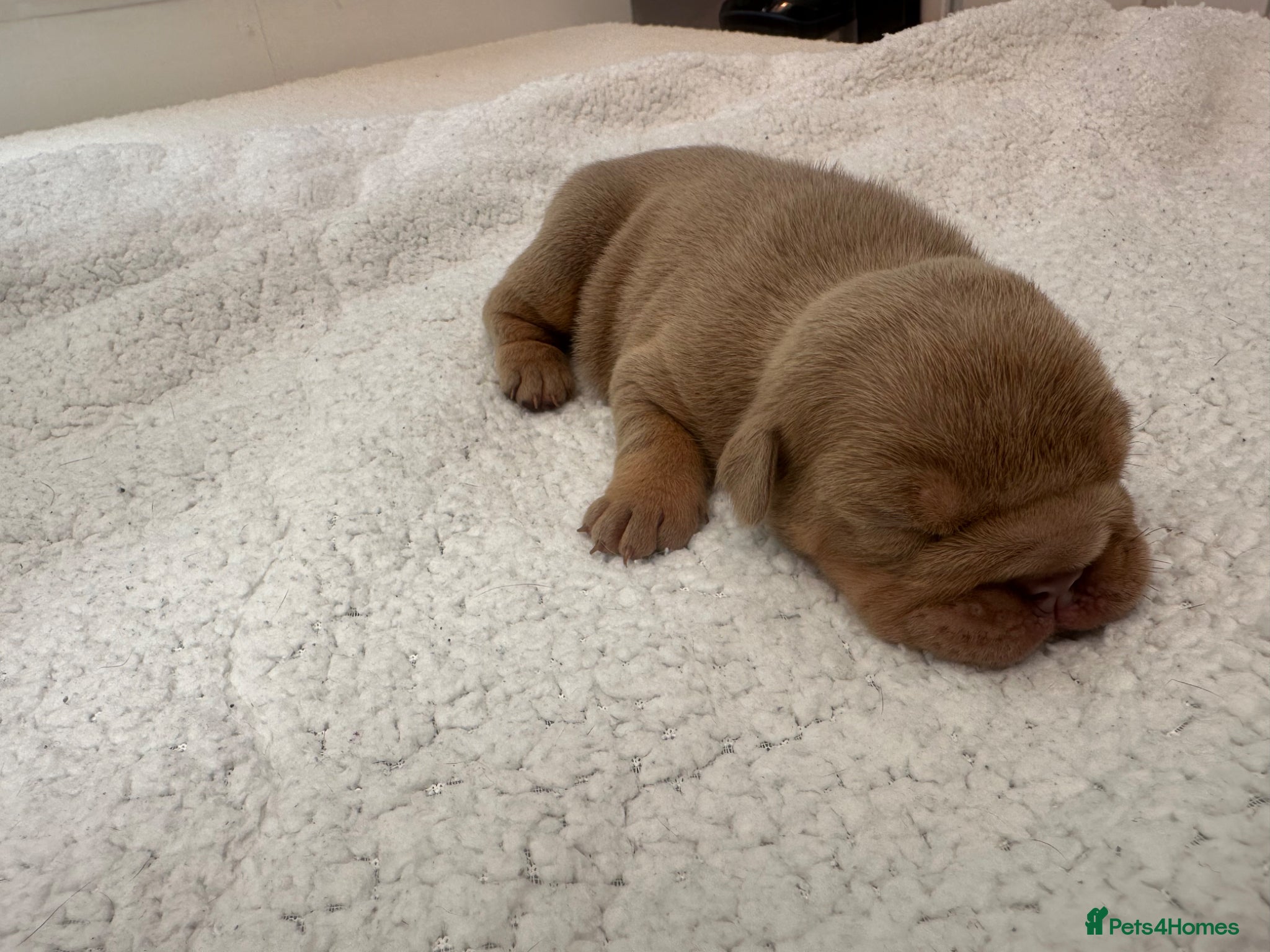 English Bulldog dogs English bulldogs (payment plan to selected buyers) - Advert 2
