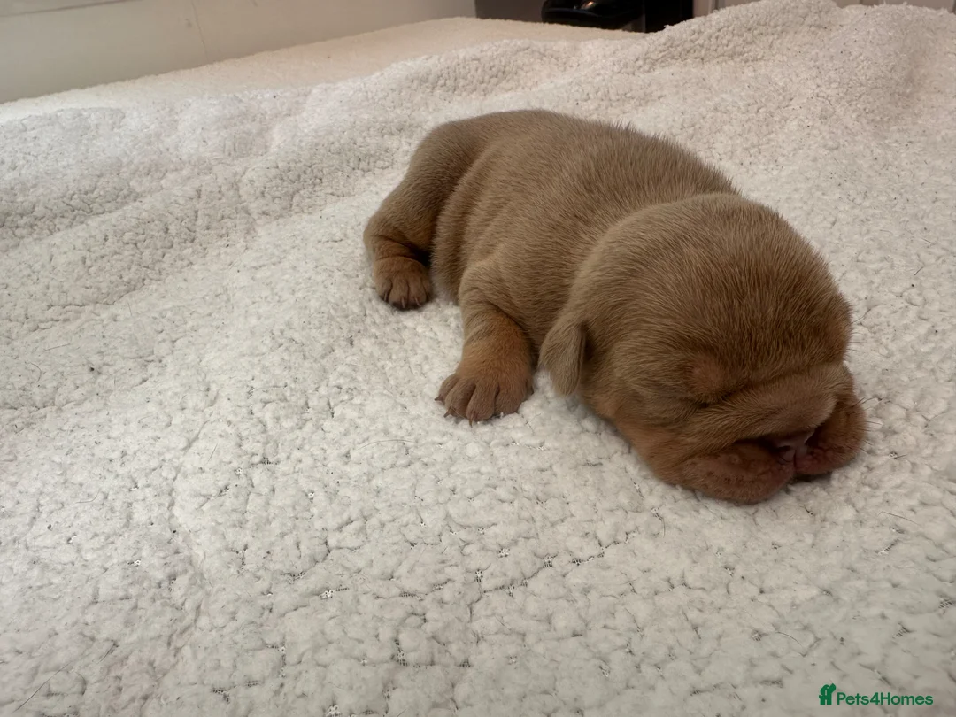 English Bulldog dogs for sale: English bulldogs (payment plan to selected buyers) - Advert 2