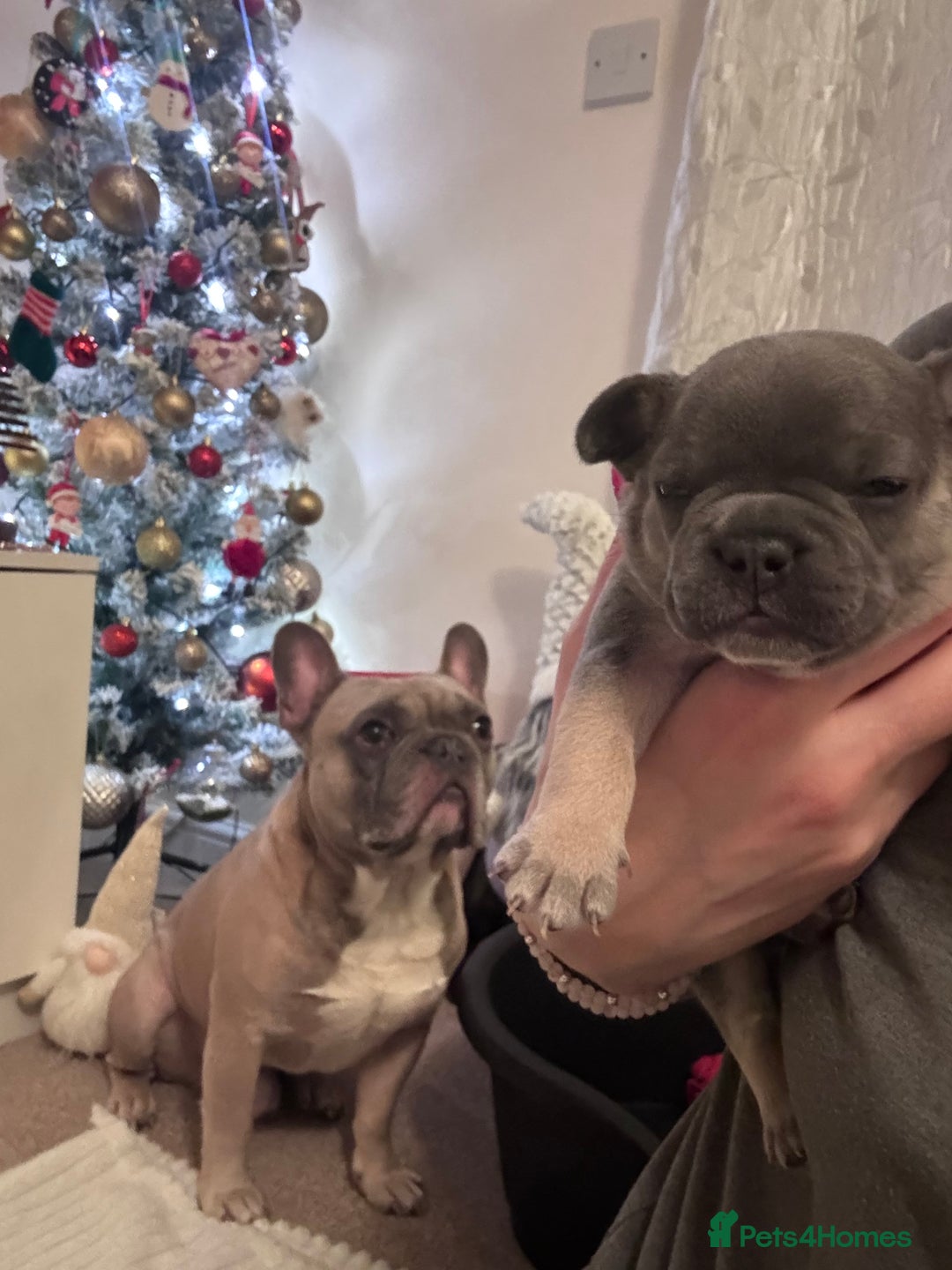 French Bulldog dogs for sale: French Bulldog puppies for sale  - Advert 5