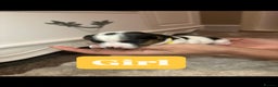 Jack Russell dogs for sale: Miniature jack russell puppies  - Advert 9
