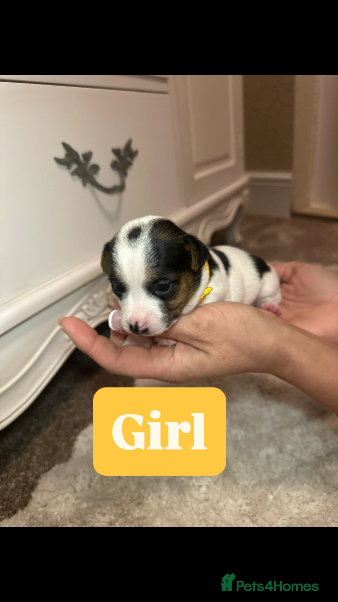 Jack Russell dogs for sale: Miniature jack russell puppies  - Advert 9
