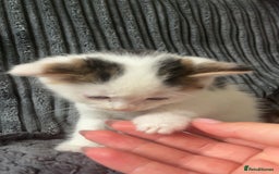 Mixed Breed cats for sale: 2 kittens for sale  - Image 10