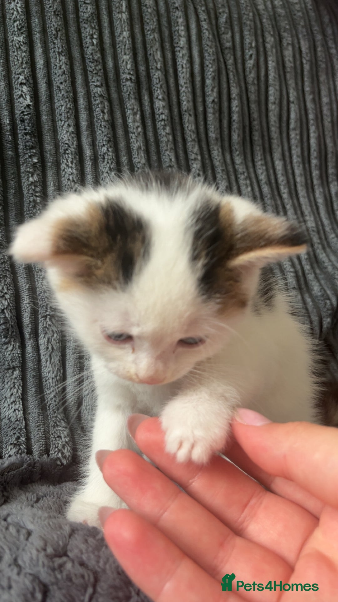 Mixed Breed cats for sale: 2 kittens for sale  - Image 10