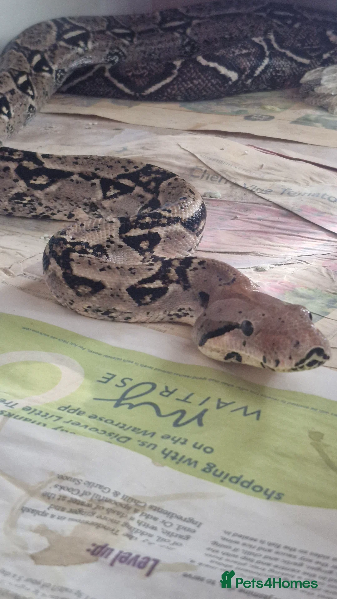 Boa Snake reptiles for sale: Male Common Boa - Advert 2