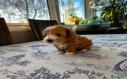 Maltipoo dogs for sale: Miniature F1 Maltipoo Puppies - Image 3