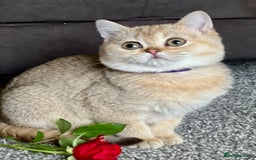 British Shorthair cats for sale: Stunning British shorthair NY 12 kittens - Image 1