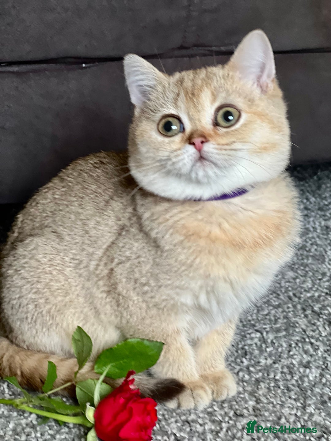 British Shorthair cats for sale: Stunning British shorthair NY 12 kittens - Image 1