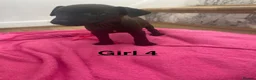 Mixed Breed dogs for sale: Patterdale x Lakeland  - Advert 8