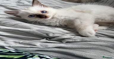 Ragdoll cats - Advert 5
