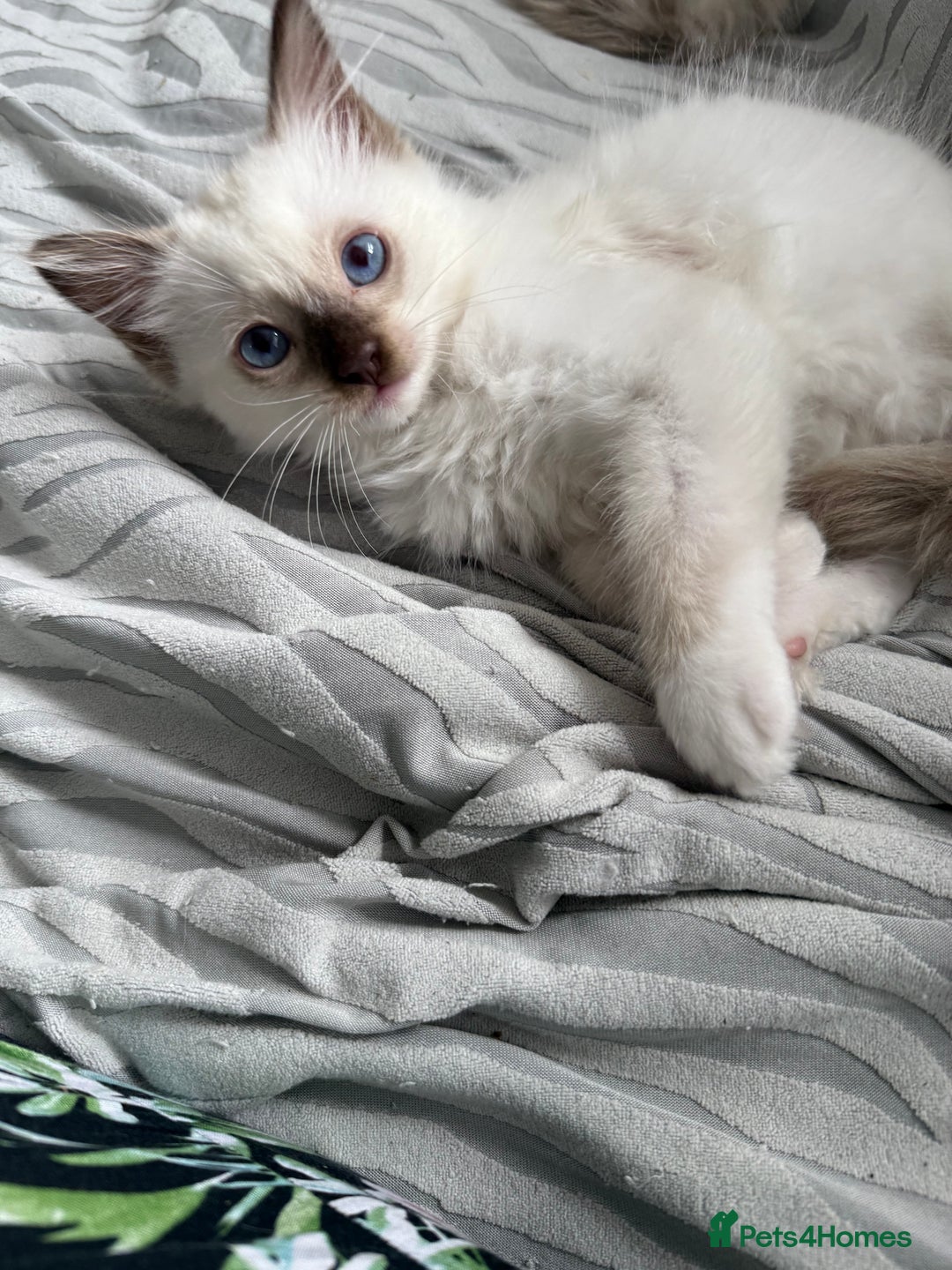 Ragdoll cats for sale: FULL PEDIGREE RAGDOLL KITTENS! READY TO LEAVE! - Image 2