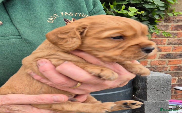 Cocker Spaniel dogs - Advert 7