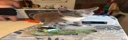 Mixed Breed cats for sale: Beautiful Kittens for Sale.  in Benfleet - Advert 2