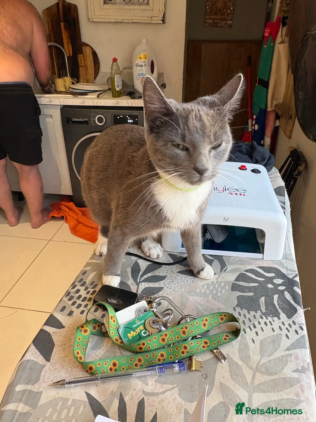 Mixed Breed cats for sale: Beautiful Kittens for Sale.  in Benfleet - Advert 2