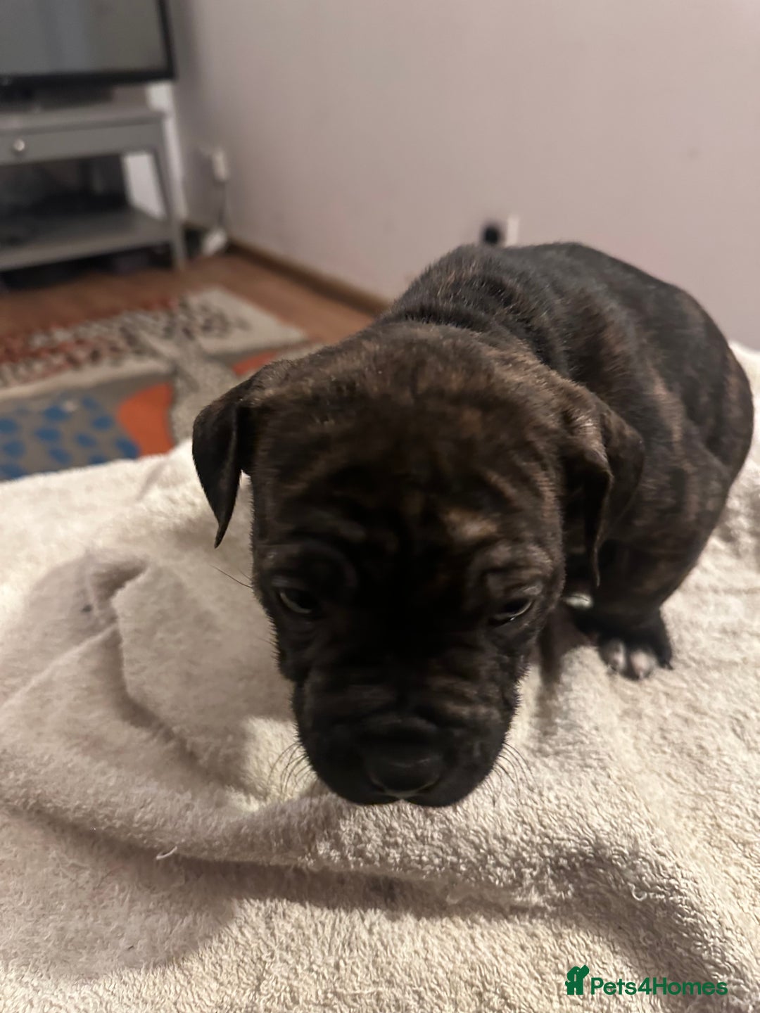 Mixed Breed dogs for sale: Beautiful staffy puppies looking for forever home  - Advert 11