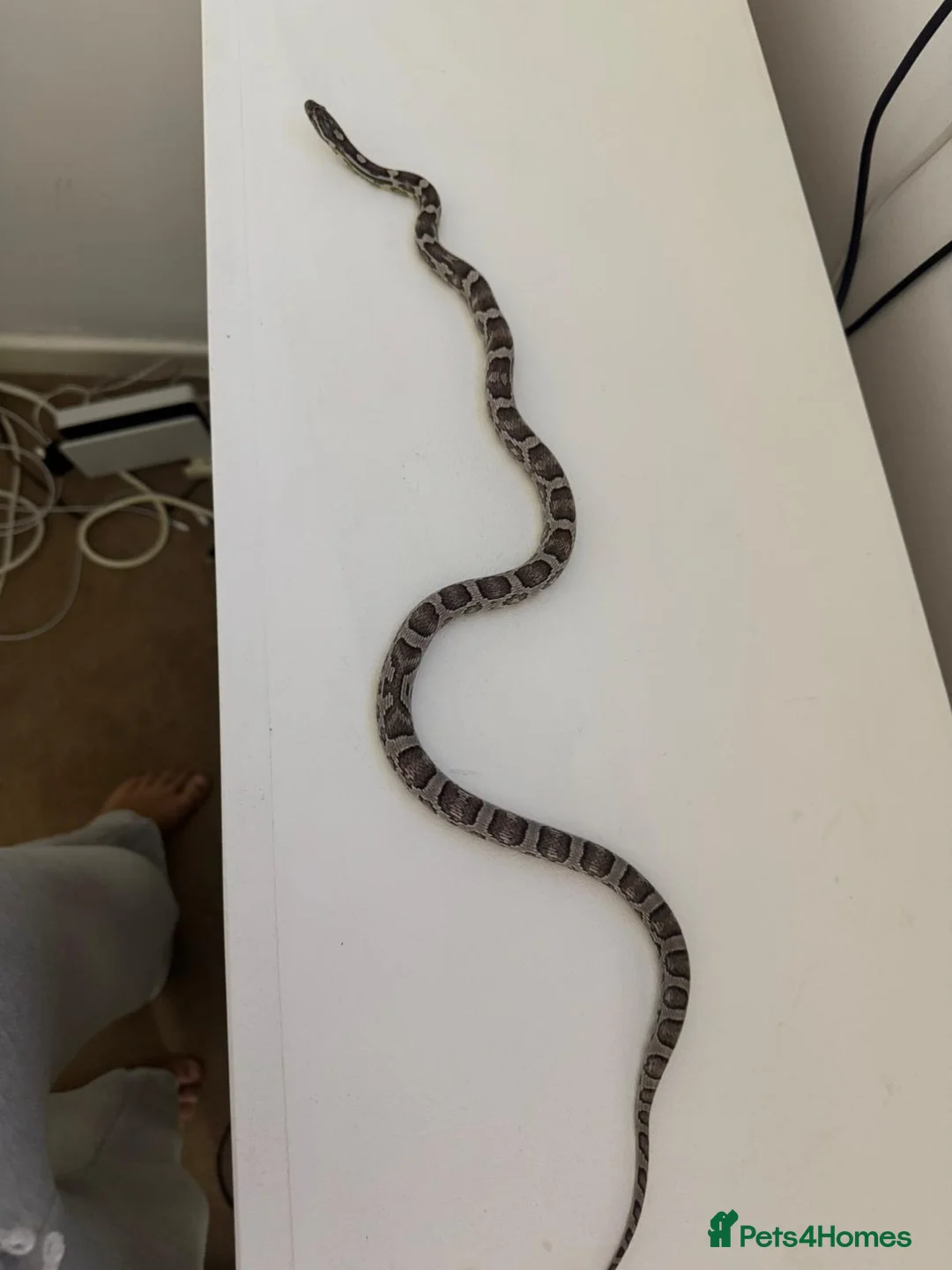 Corn Snake reptiles for sale: Female corn snake - Advert 2