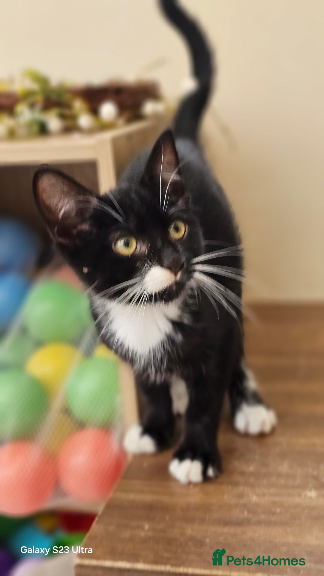 Mixed Breed cats for sale: Kittens for sale  - Image 4