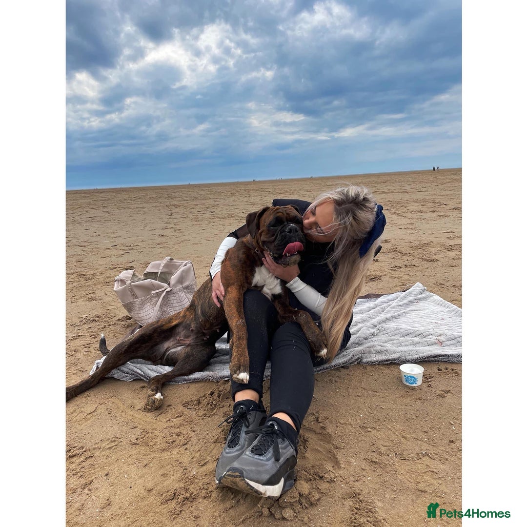 Gallery Image {{count}}