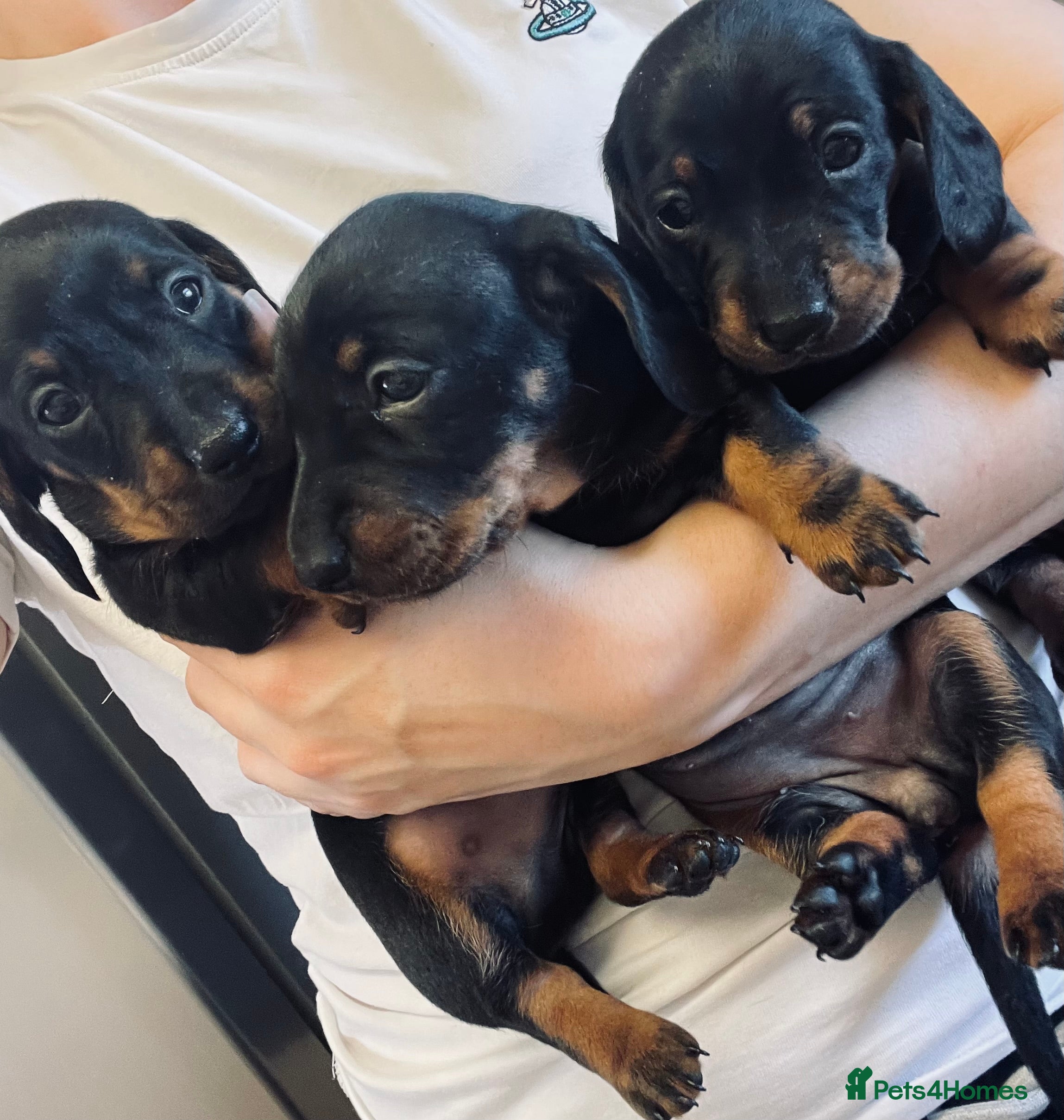 Miniature Dachshund dogs Miniature Dachshunds - Advert 5