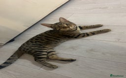 Bengal cats for sale: Half Bengal Half Tabby  - Image 1