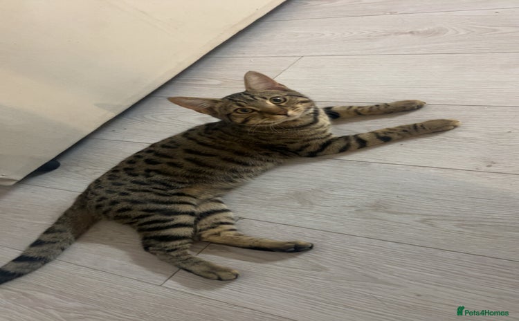 Bengal cats - Advert 2