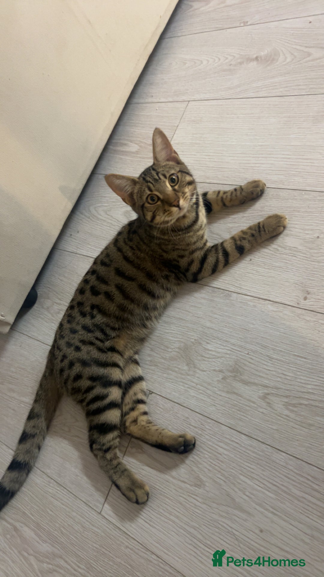 Bengal cats for sale: Half Bengal Half Tabby  - Image 1