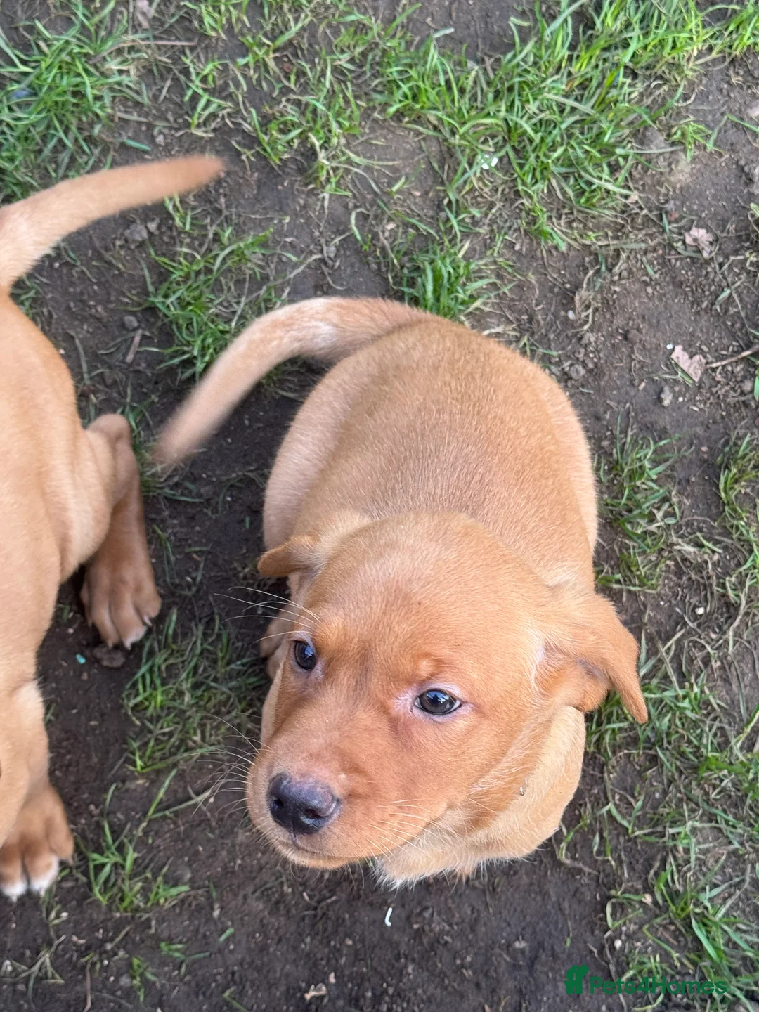 Labrador Retriever dogs for sale: Last Boy! KC Fox Red Labrador Pups  - Advert 2
