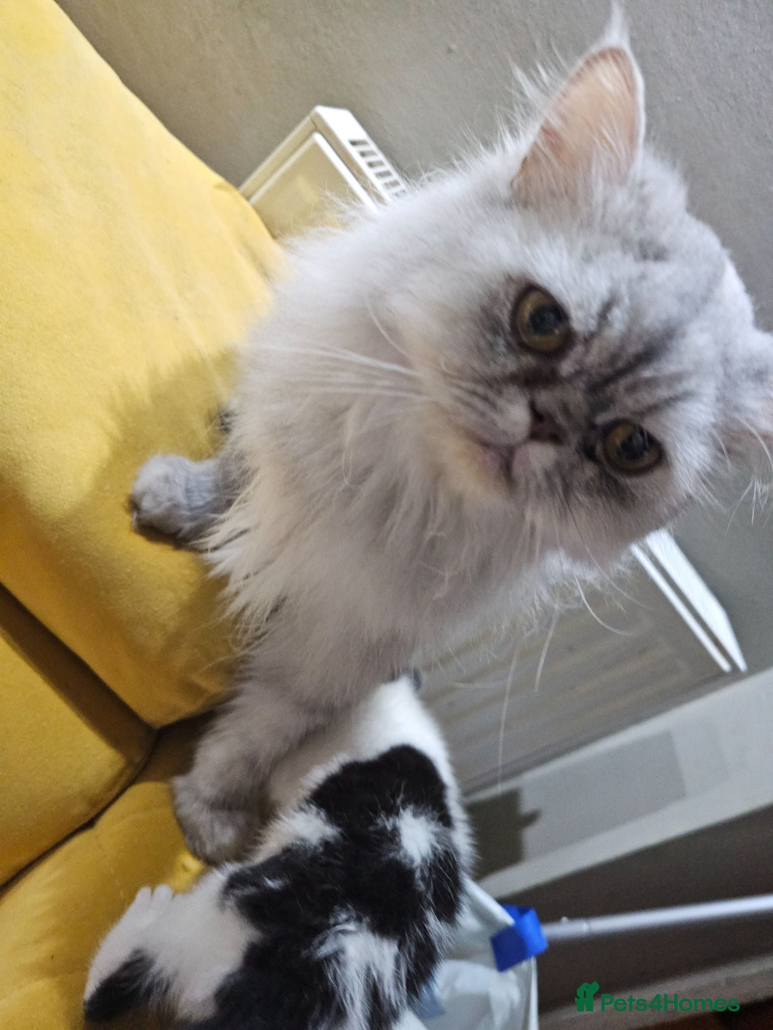Mixed Breed cats 2 different litters, tiny kittens  - Advert 2