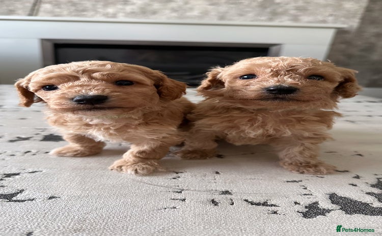 Poochon dogs - Advert 6