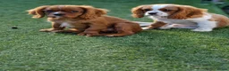 Cavalier King Charles Spaniel dogs for sale: KC Cavalier King Charles Spaniel!DNA tested! - Advert 8