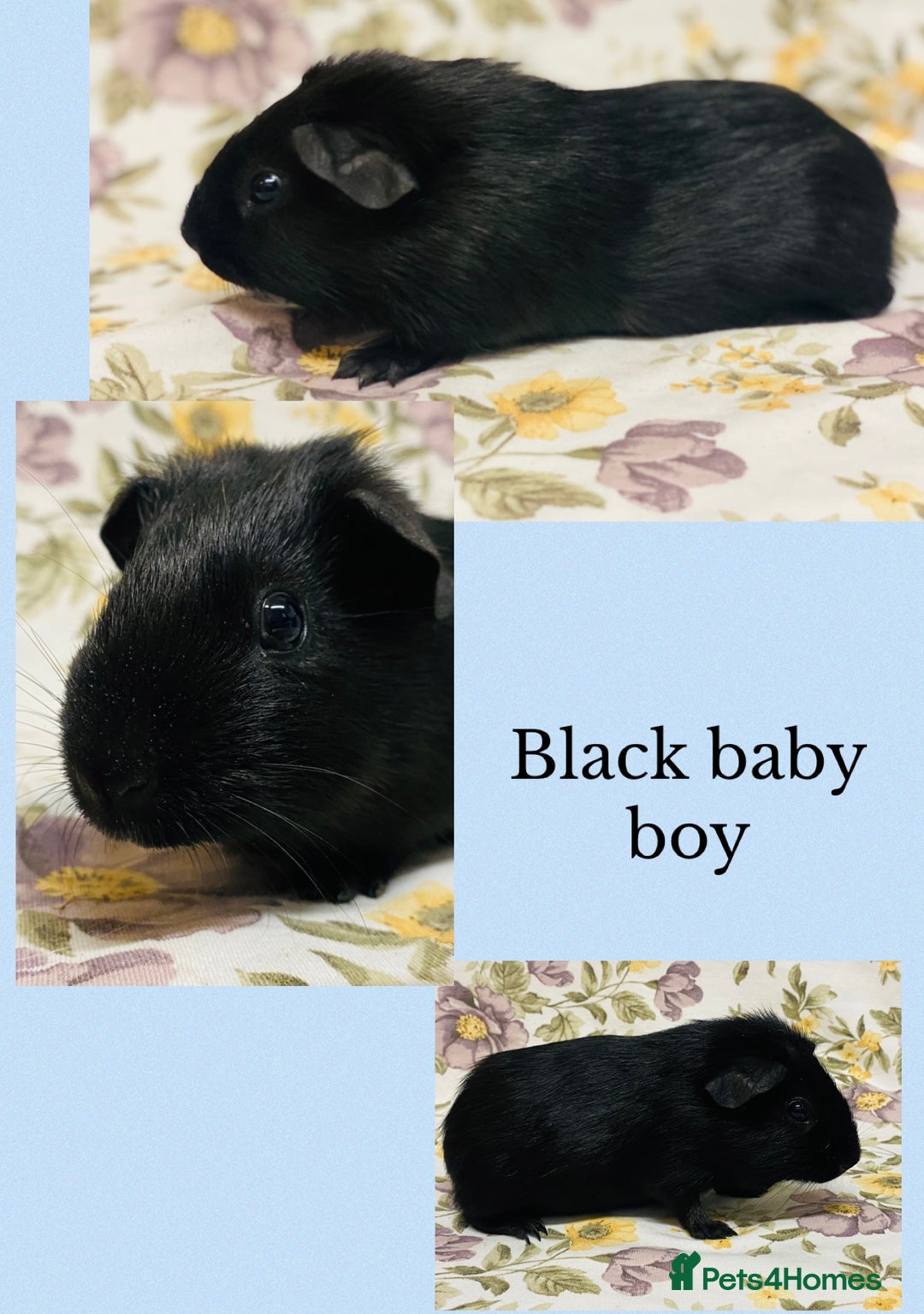 Guinea Pig rodents for sale: Beautiful mix of baby male Guineapigs  - Advert 4