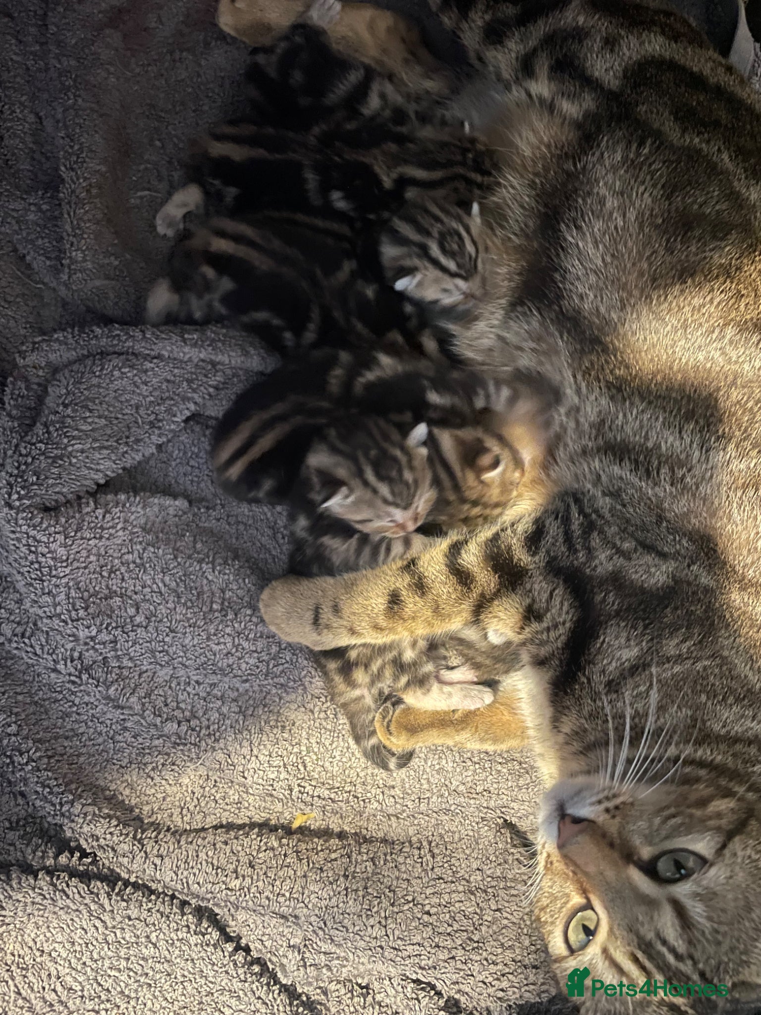 Bengal cats Stunning Racing Striped 3/4 Bengal Kittens! - Advert 1
