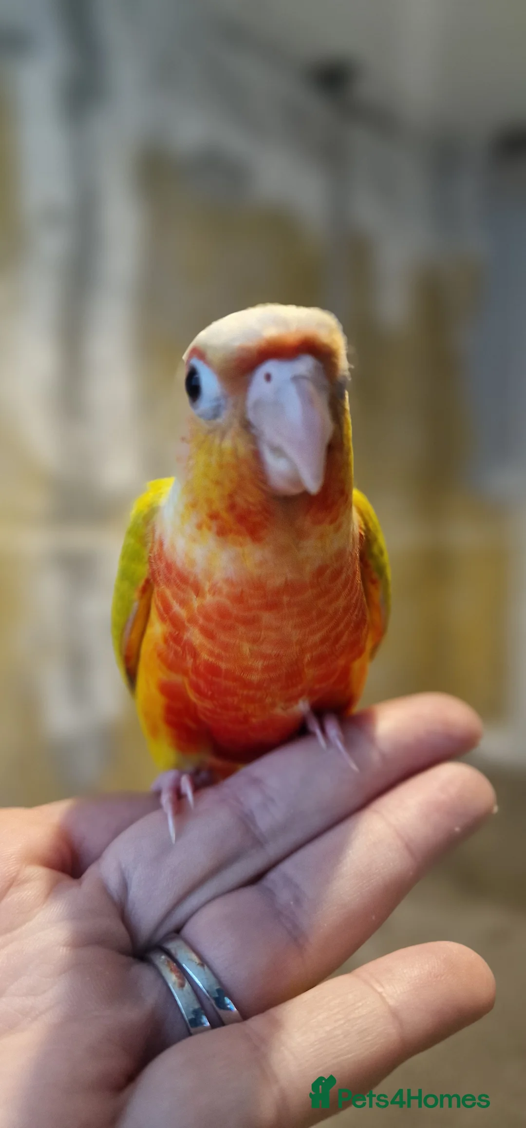 Conures birds for sale: Beautiful fully hand reared conure baby's  - Advert 17