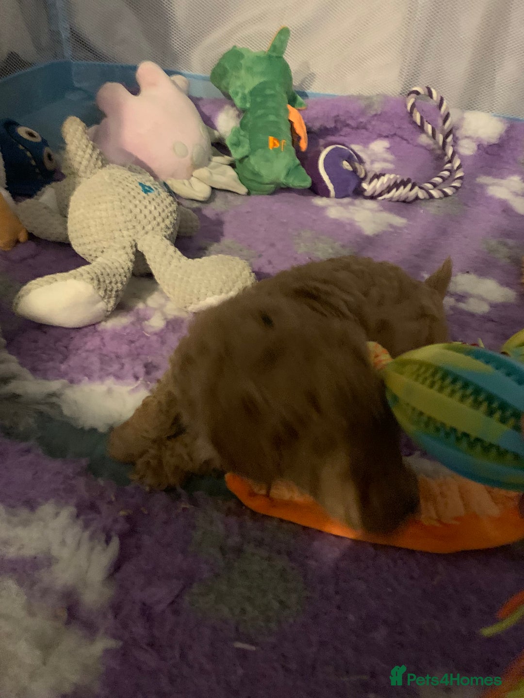 Cavapoo dogs for sale: Toy Cavapoo puppies - Advert 16