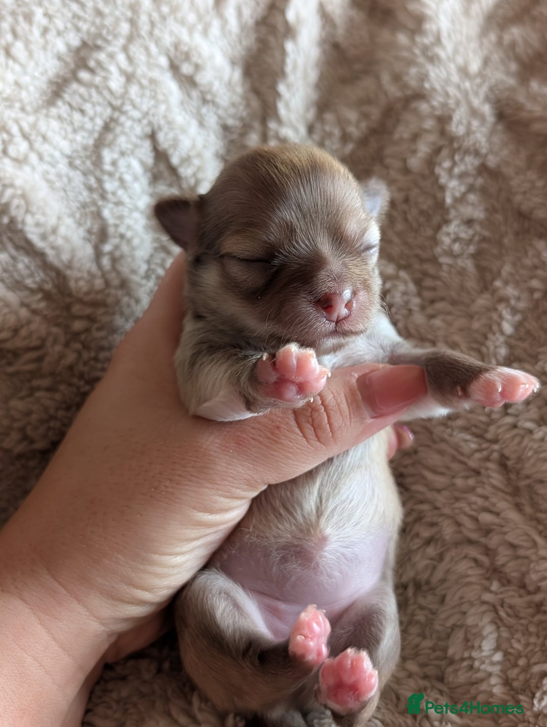 Chihuahua dogs for sale: Gorgeous Chihuahuas looking for their forever home - Advert 16